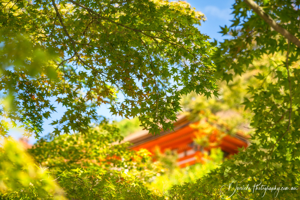 Picking through green maple leaves to a beautiful historic building in Kyoto